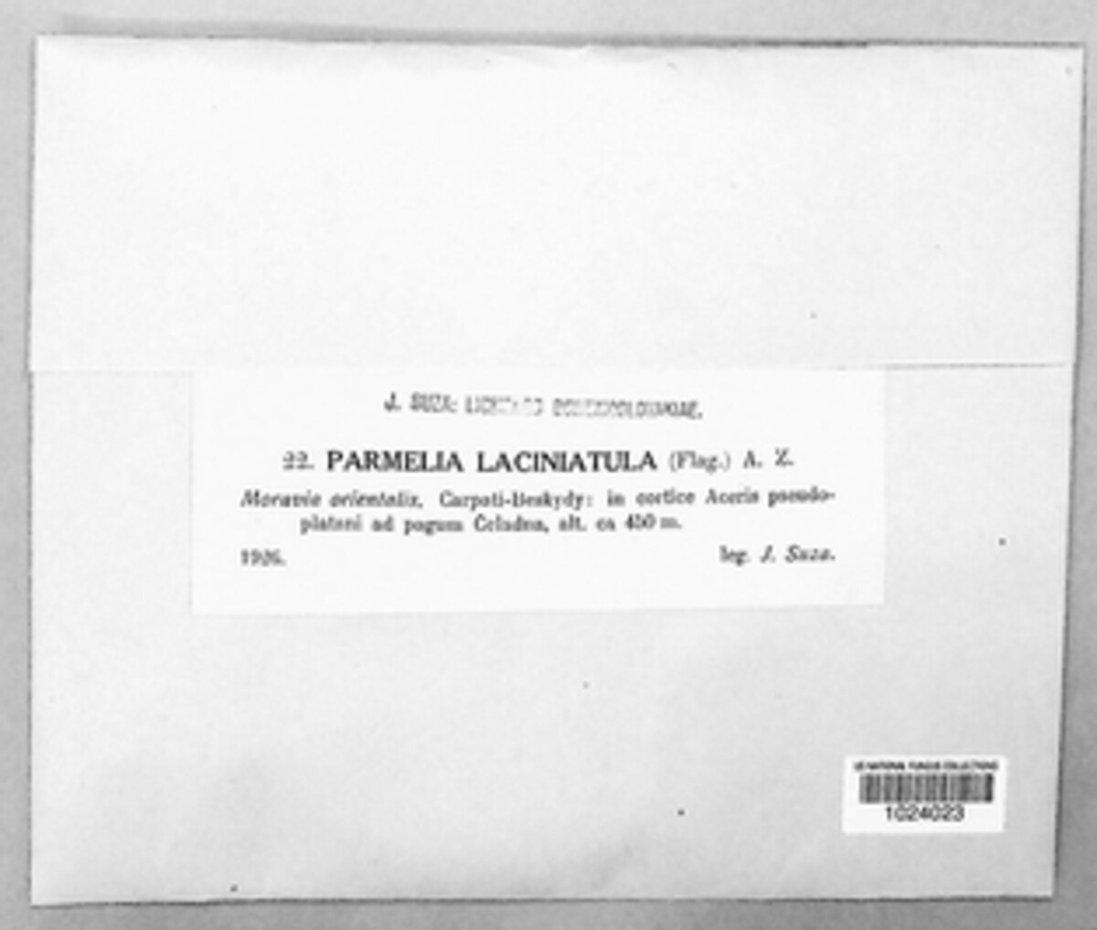 Melanohalea laciniatula image